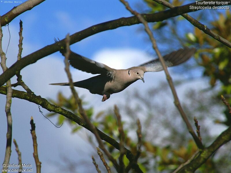 Eurasian Collared Doveadult, Flight