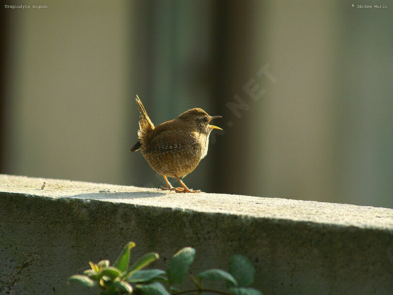 Troglodyte mignon mâle adulte, chant