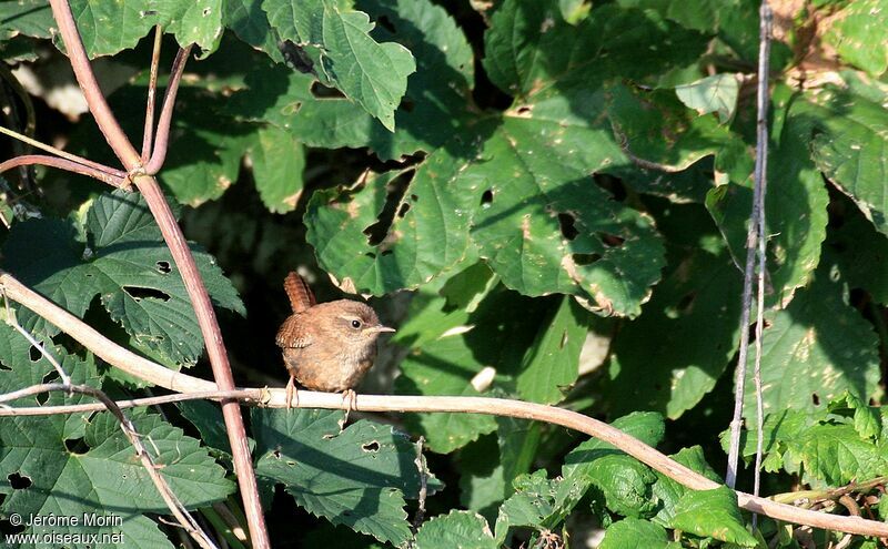 Eurasian Wrenadult, identification