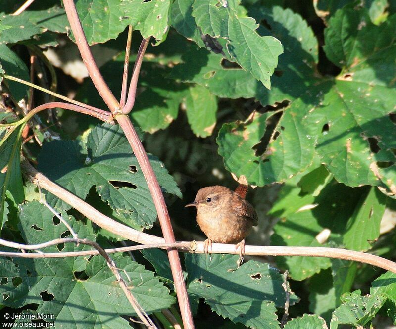 Eurasian Wrenadult, identification