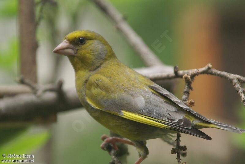 Verdier d'Europe mâle adulte, identification