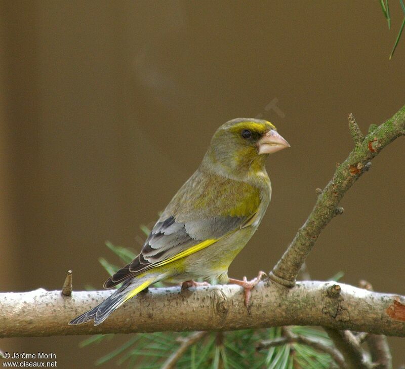 European Greenfinch male adult, identification