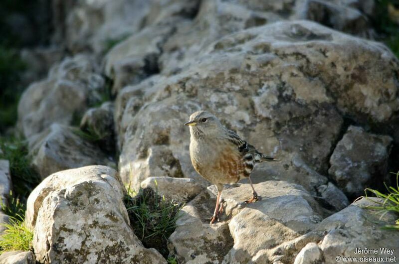 Alpine Accentor