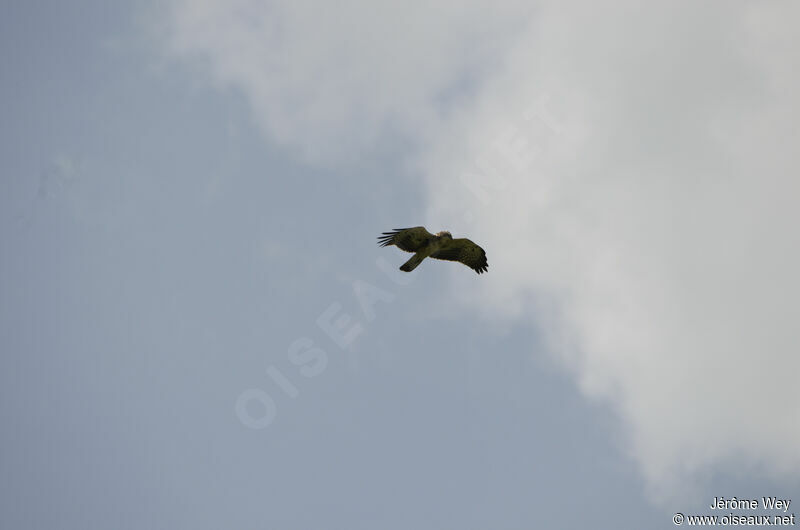 Ayres's Hawk-Eagle