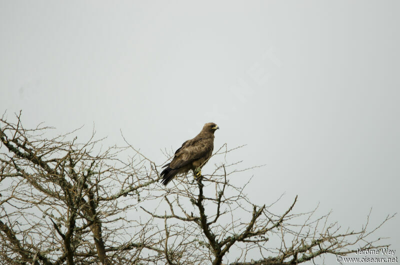 Tawny Eagle