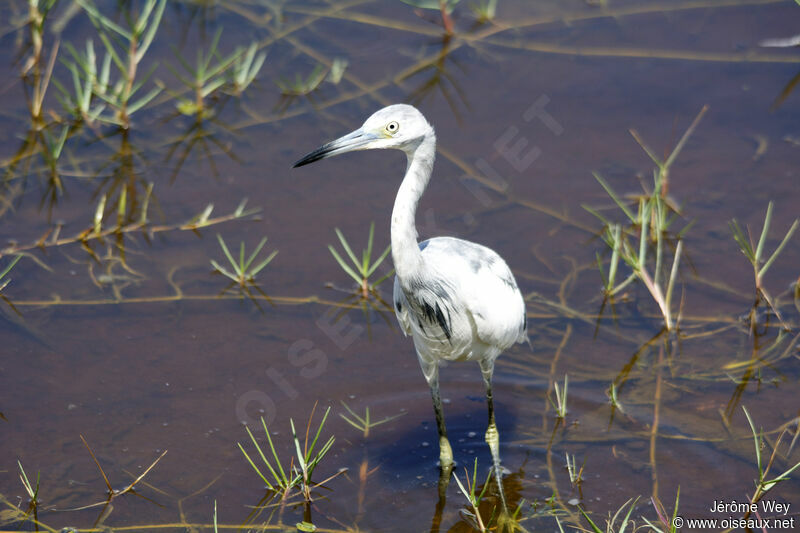 Little Blue Heron