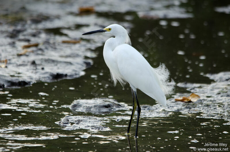 Snowy Egret