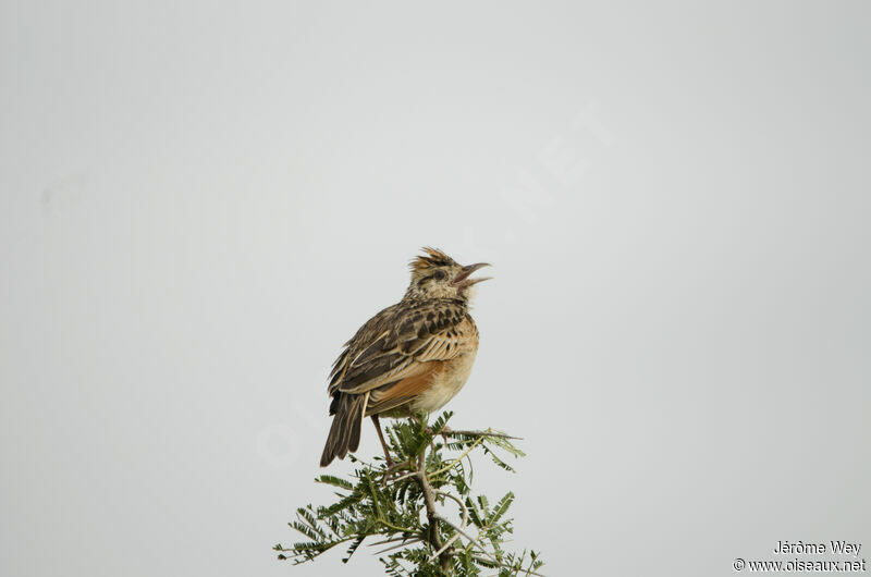 Rufous-naped Lark