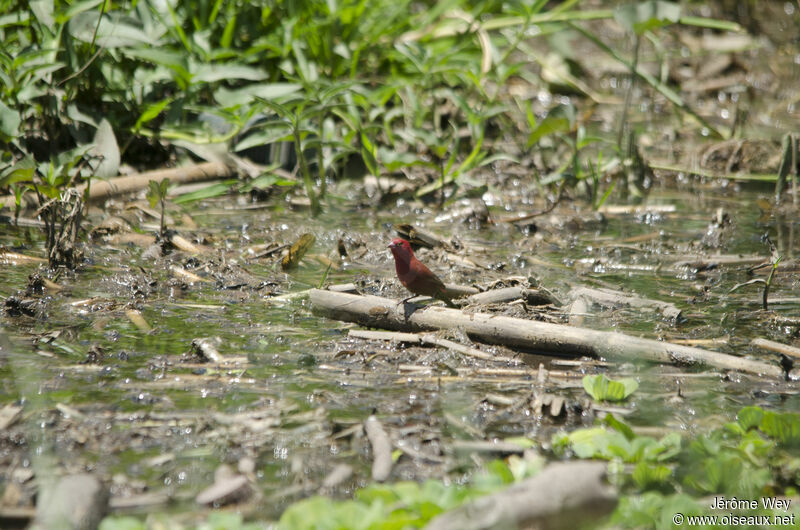 Red-billed Firefinch