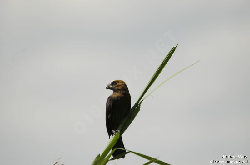 Thick-billed Weaver