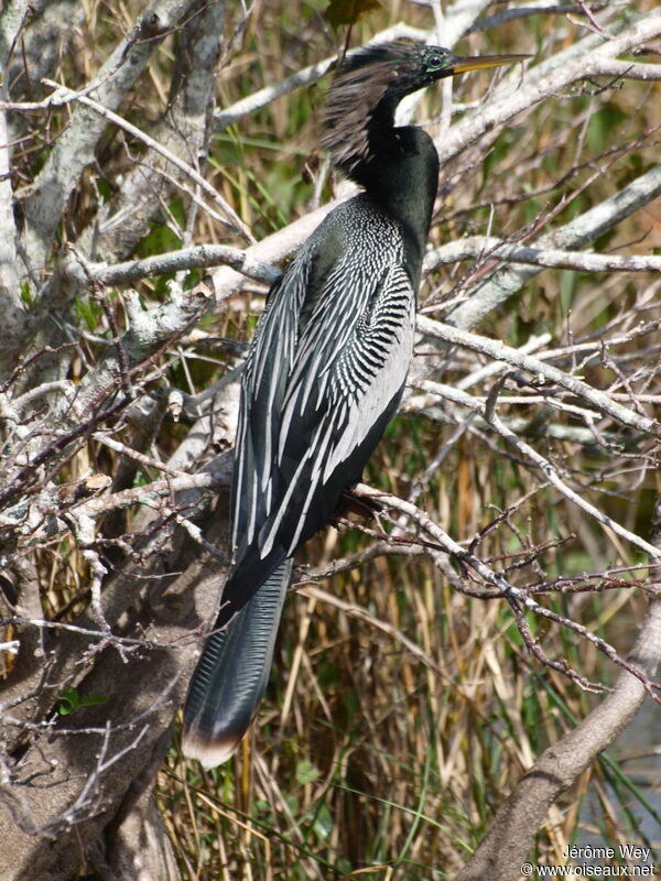 Anhinga male adult, identification