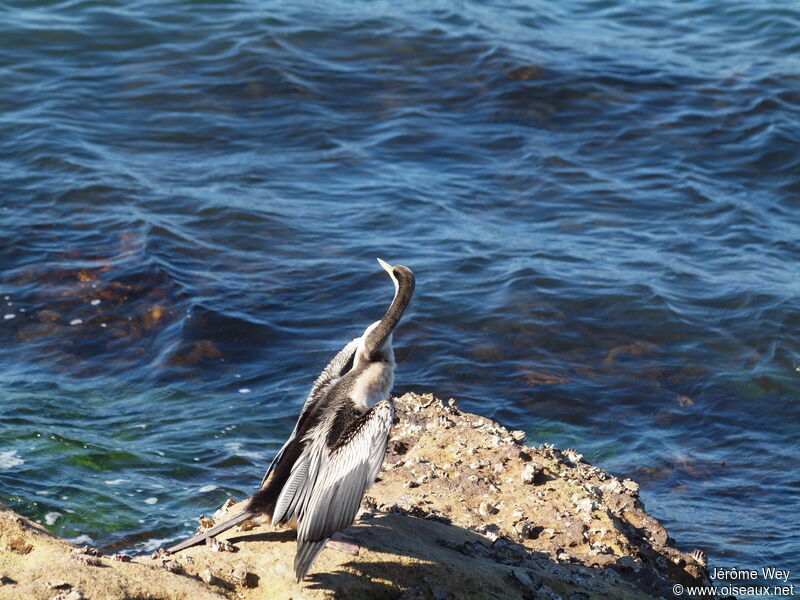 Anhinga d'Australie