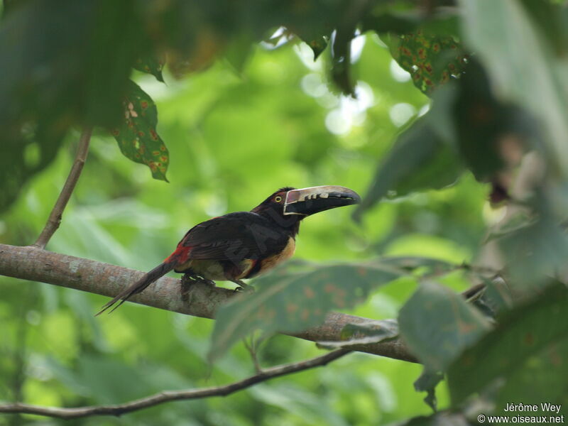 Collared Aracari