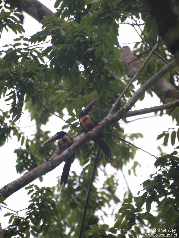 Fiery-billed Aracari