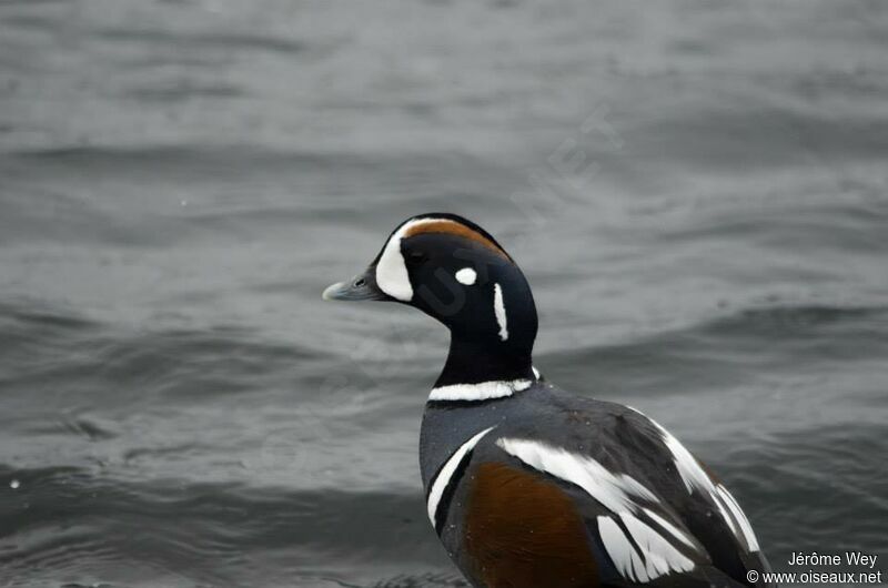 Arlequin plongeur