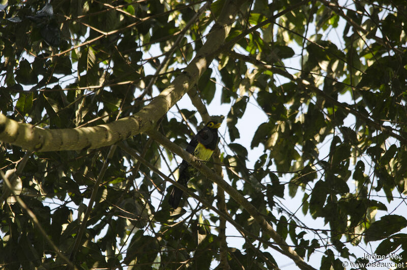 Yellow-billed Barbet