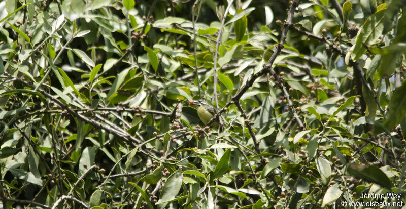 Yellow-fronted Tinkerbird