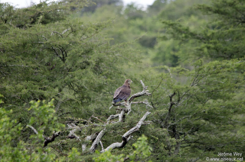 Bateleur des savanes