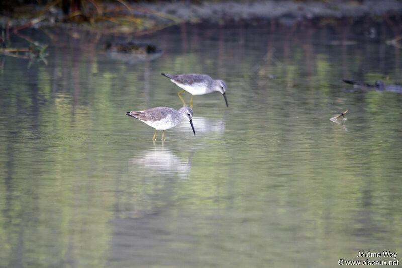 Stilt Sandpiper