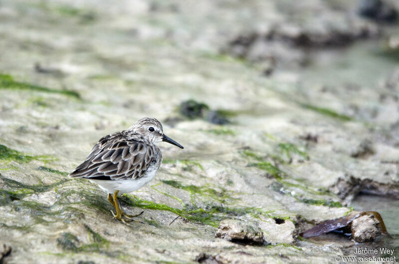 Least Sandpiper