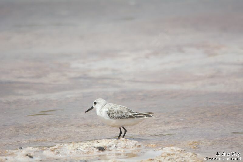 Bécasseau sanderling