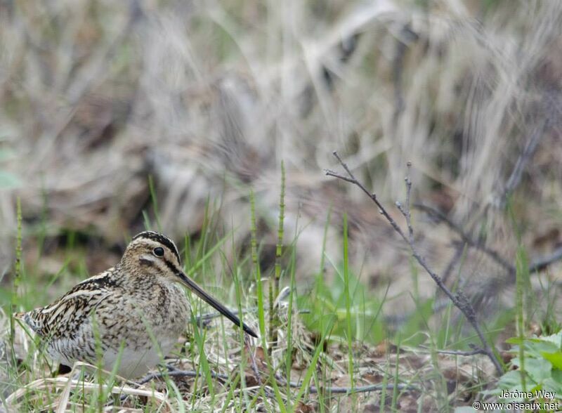 Common Snipe