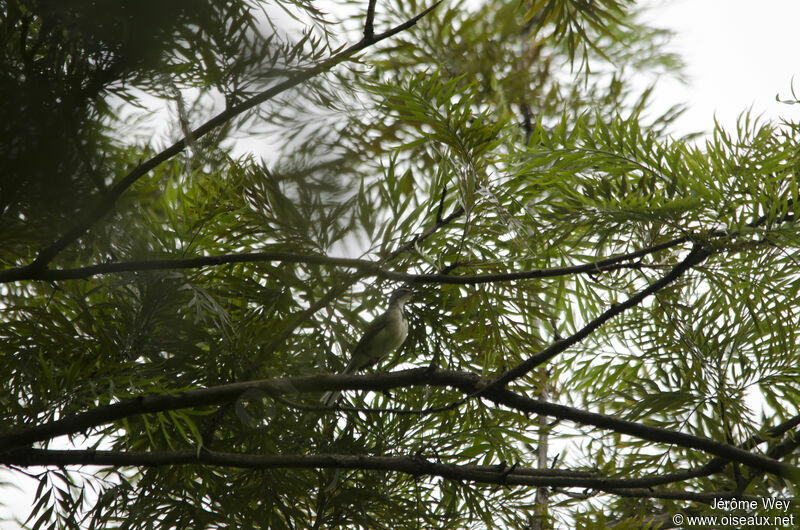 Cape Wagtail