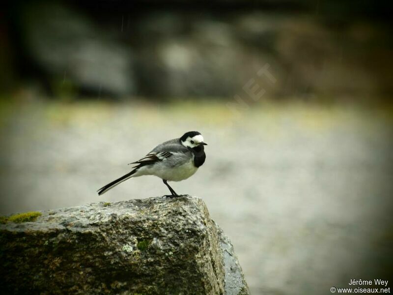 White Wagtail