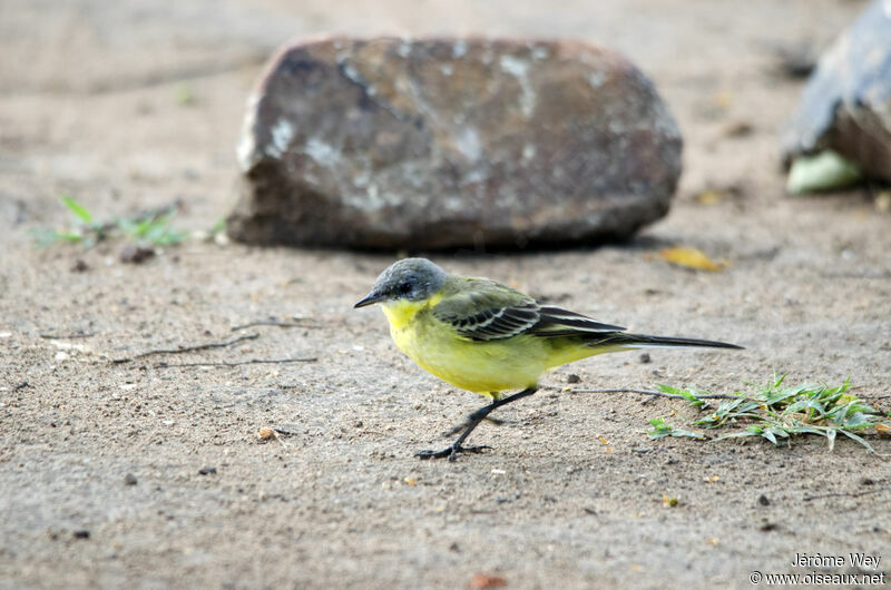 Western Yellow Wagtail