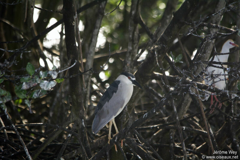 Black-crowned Night Heron