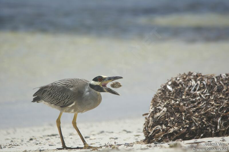 Yellow-crowned Night Heron