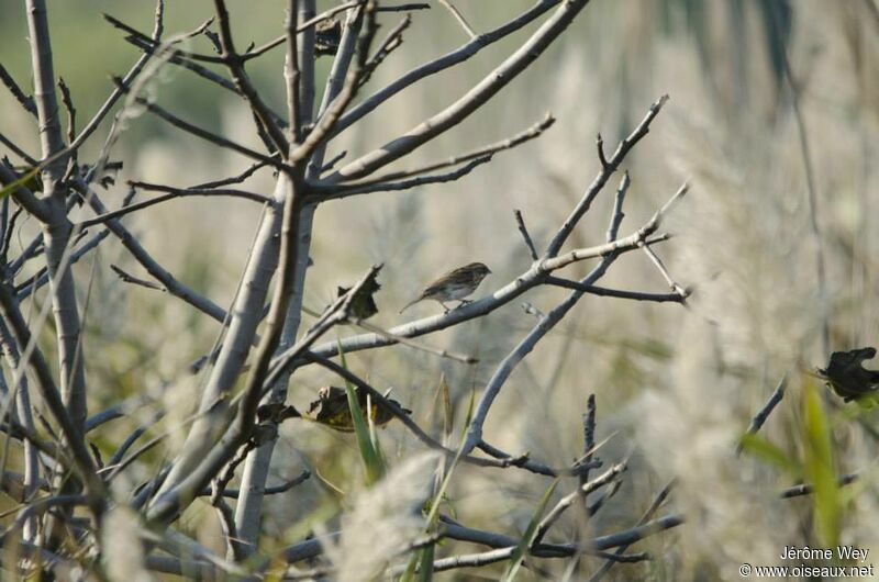 Common Reed Bunting