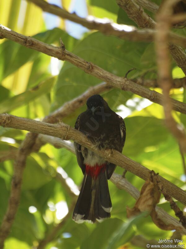 Bulbul à ventre rouge