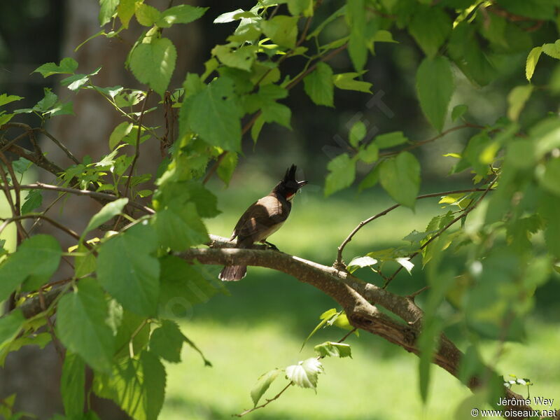 Bulbul orphée