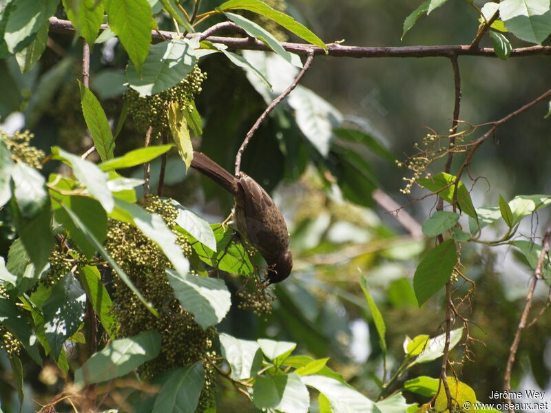 Dark-capped Bulbul