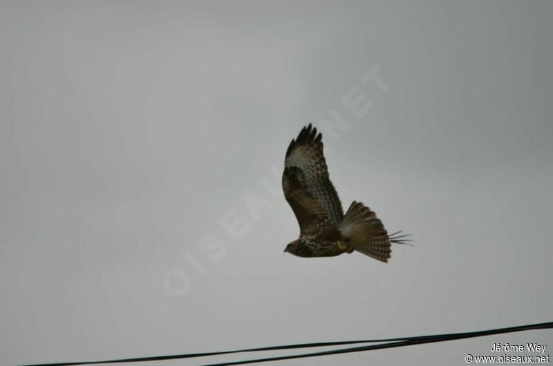 Common Buzzard