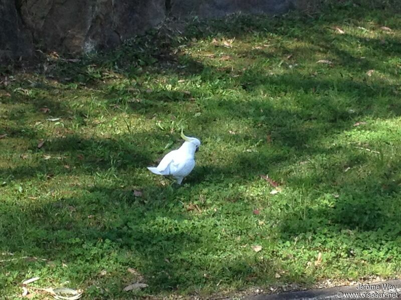 Sulphur-crested Cockatoo