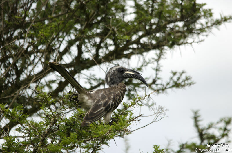 African Grey Hornbill