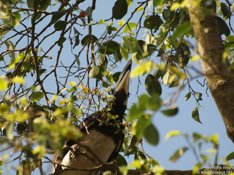 Oriental Pied Hornbill