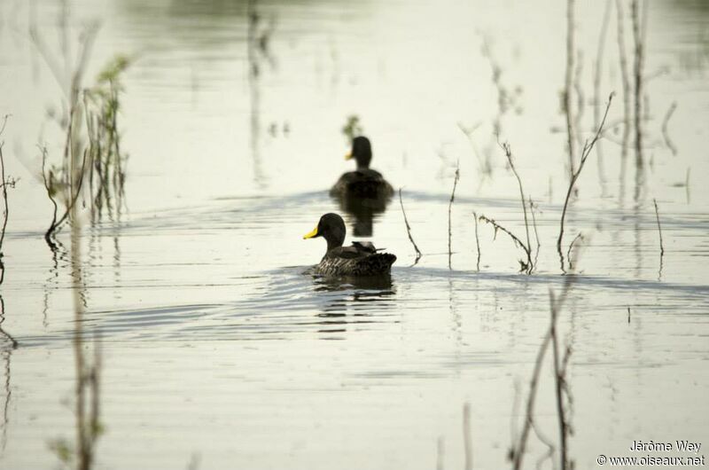 Canard à bec jaune