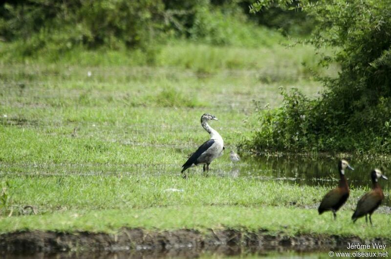 Knob-billed Duck