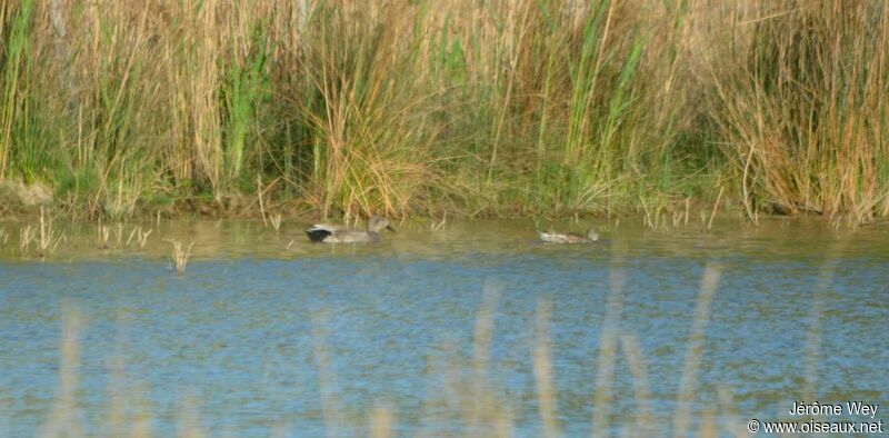 Gadwall