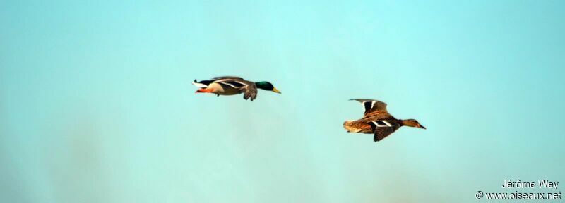 Canard colvert