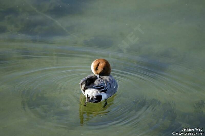 Canard siffleur