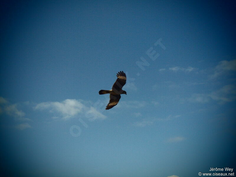 Chimango Caracara