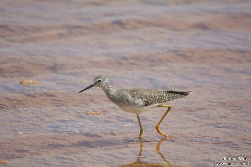 Lesser Yellowlegs