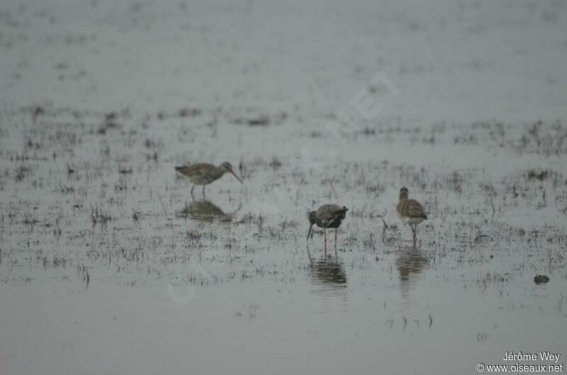 Spotted Redshank