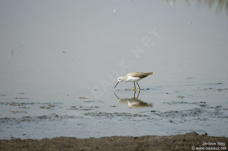 Marsh Sandpiper