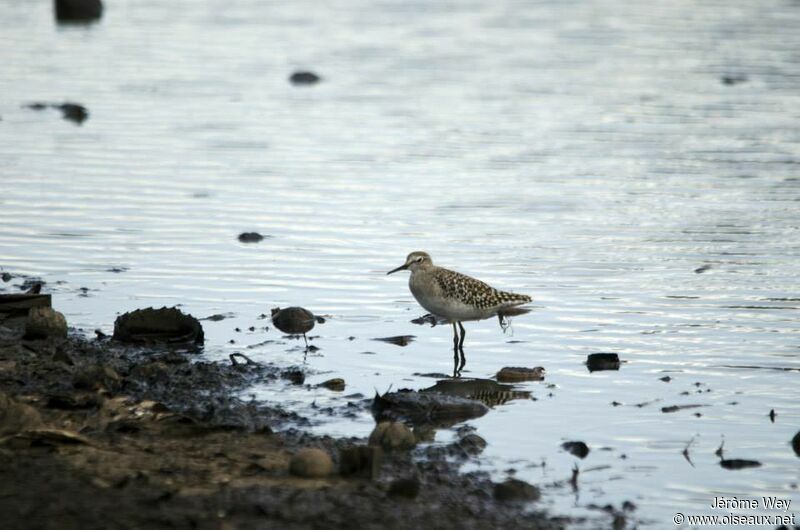 Wood Sandpiper