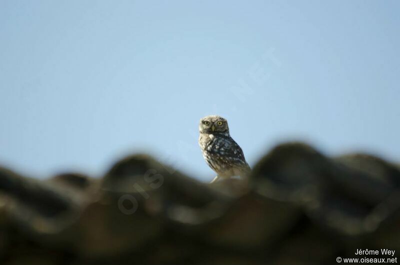 Little Owl